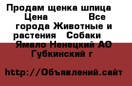 Продам щенка шпица.  › Цена ­ 15 000 - Все города Животные и растения » Собаки   . Ямало-Ненецкий АО,Губкинский г.